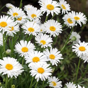Астра альпийская "White"