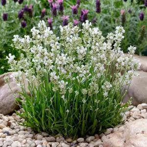 Лаванда узколистная "Ellagance Snow"