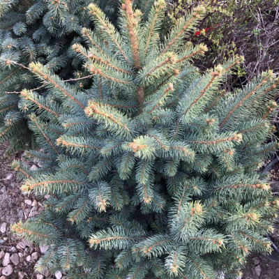 Ель колючая "Glauca" (голубая)
