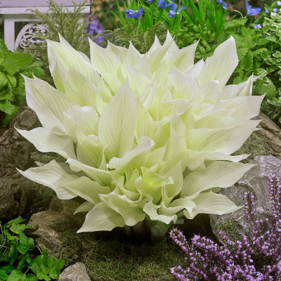 Хоста "White Feather"