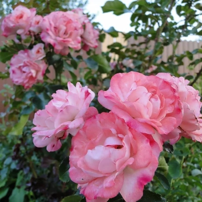 Роза "Rosenstadt Freising"