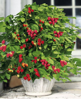 Малина "Ruby Beauty"