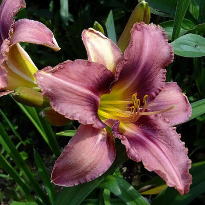 Лилейник "Purple Bicolor"