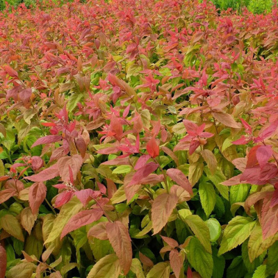 Спирея японская "Macrophylla"