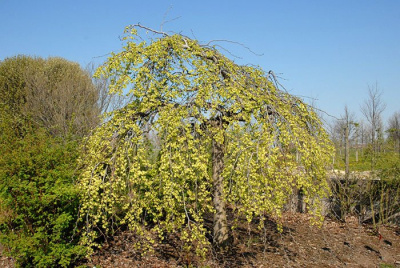 Дуб черешчатый "Pendula"