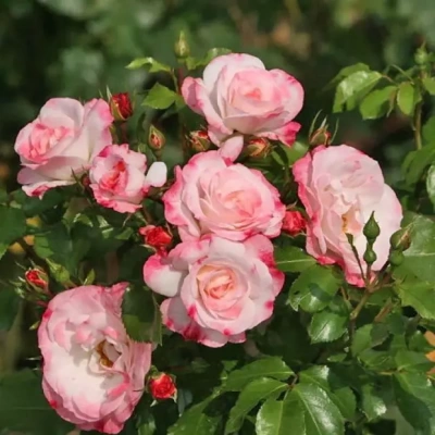 Роза "Rosenstadt Freising"