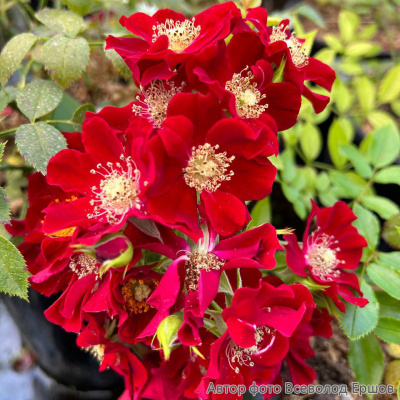 Роза "Bienenweide Rot"