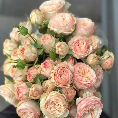 Роза "Gentle Trendsetter"
