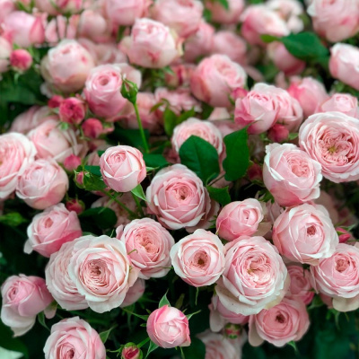 Роза "Mansfield Park"