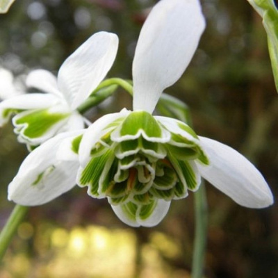 Галантус "Flore Pleno"
