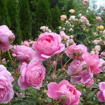 Роза "Alan Titchmarsh"