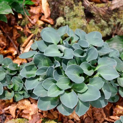 Хоста "Blue Mouse Ears"