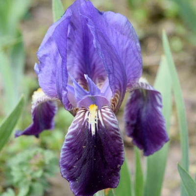 Ирис карликовый "Atroviolacea"