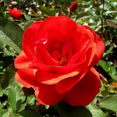 Роза "Morden Fireglow"